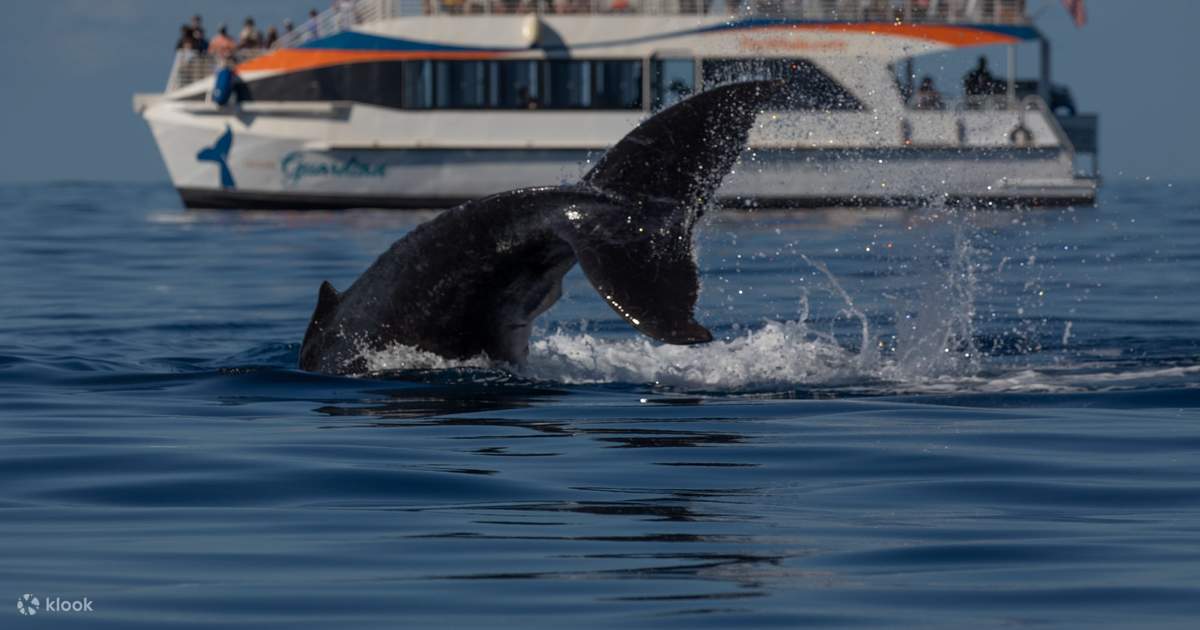 ハワイマウイ島クジラ置物 ハワイマウイ島クジラ置物 【公式通販】